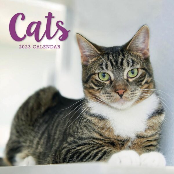 Cat Calendar 2025 Charity