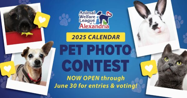 Free Cat Calendar Contest 2025 Usa