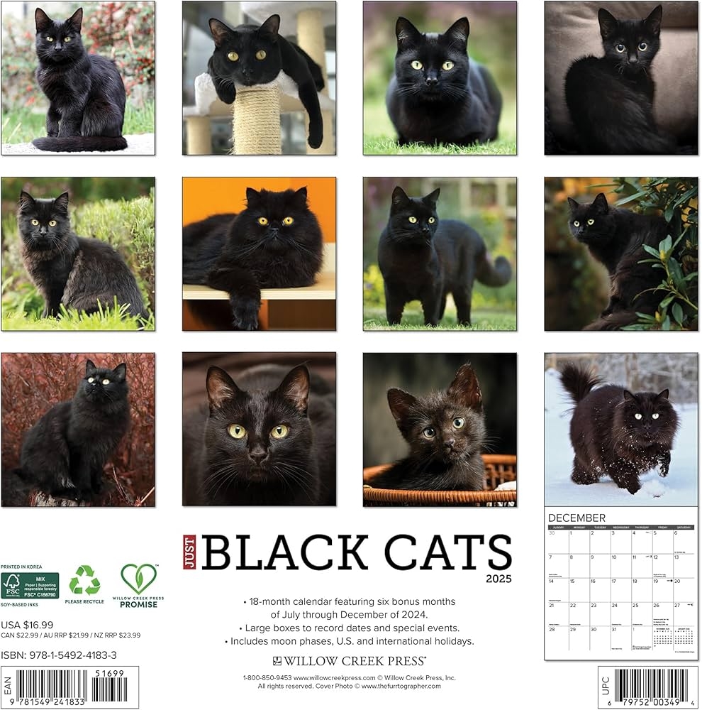Black Cats 2025 Wall Willow Creek Press Amazon de Books Black Cats 2025 Wall Willow Creek Press Amazon de Books