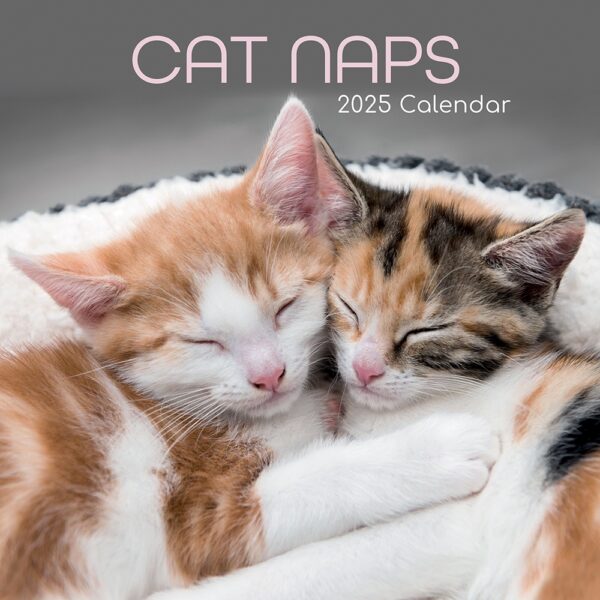 Cat Pooping Calendar 2025