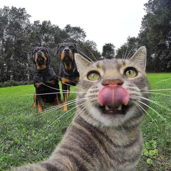 Cat Selfie Calendar 2025