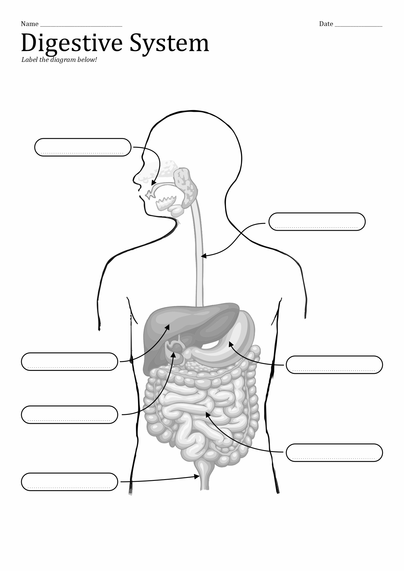 11 Unlabeled Digestive System Diagram Worksheet Free PDF At 