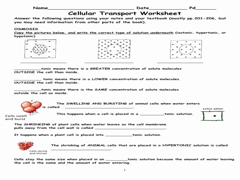 50 Transport In Cells Worksheet