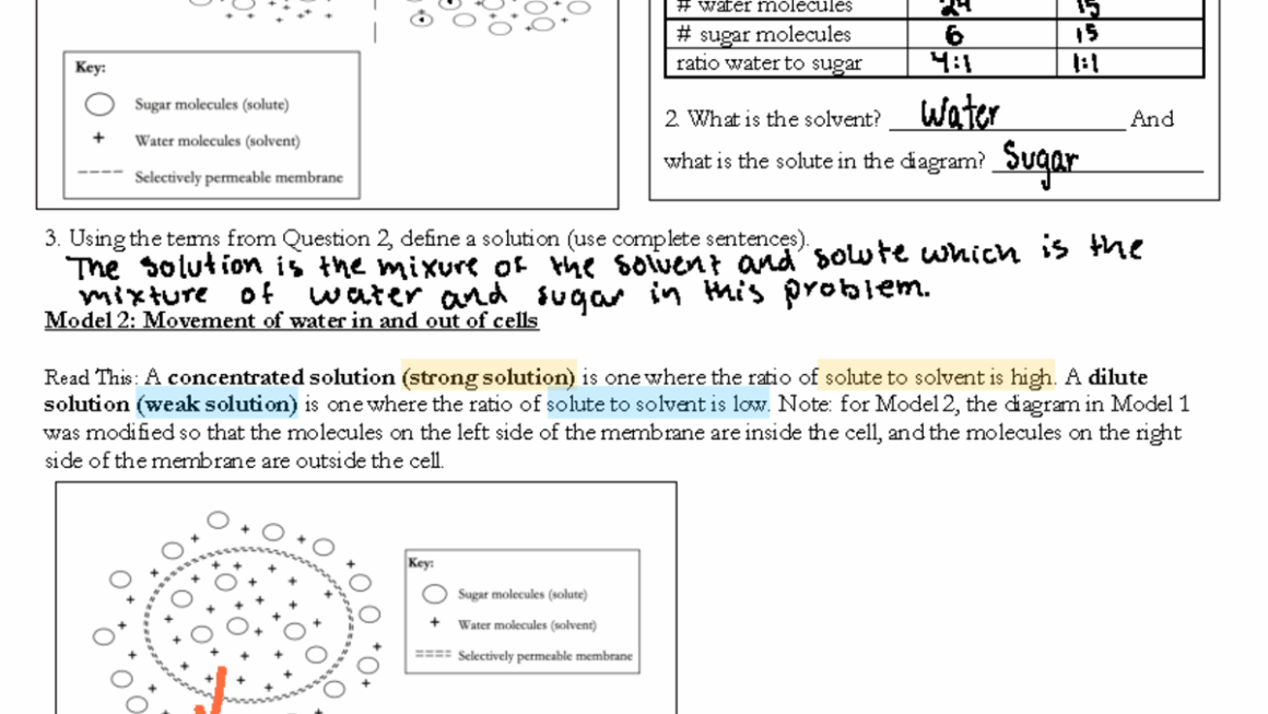 Activity Pogil Transport In Cells Name