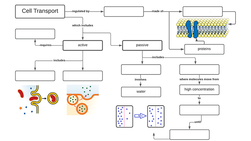 Activity Pogil Transport In Cells Name Date Studocu Activity Pogil Transport In Cells Name Date Studocu