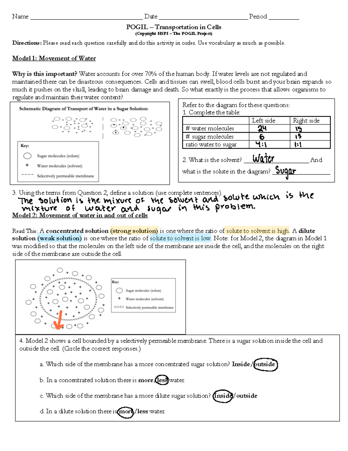 Activity Pogil Transport In Cells Name Activity Pogil Transport In Cells Name