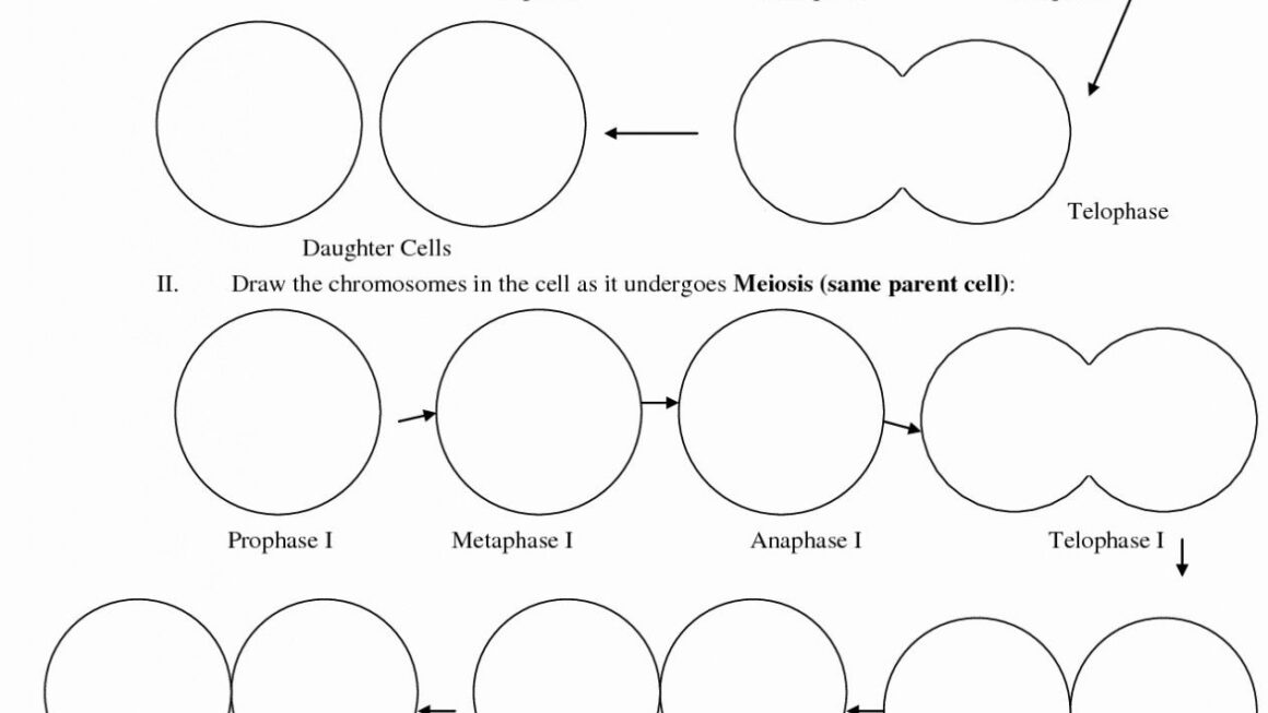 Amoeba Sisters Diffusion Worksheet