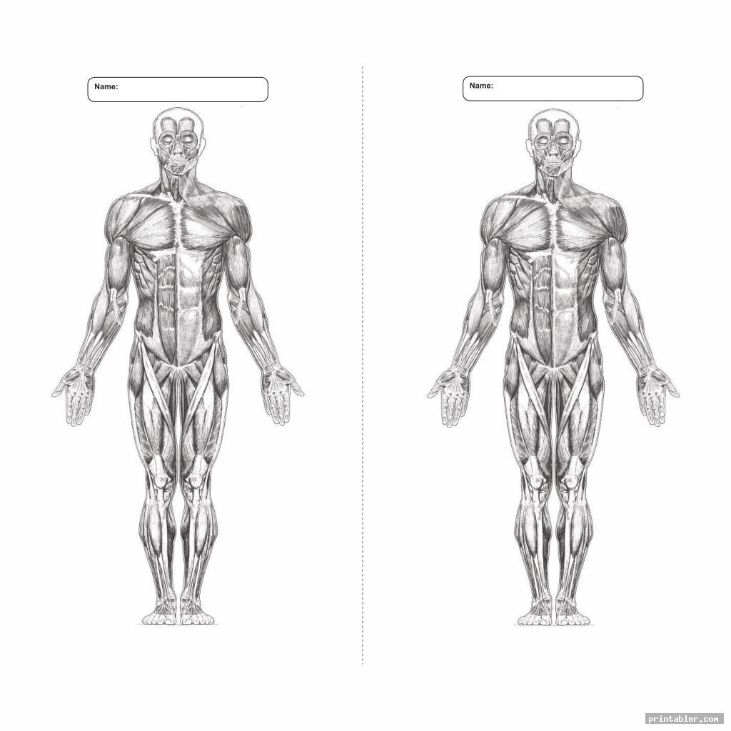 Anatomy Blank Worksheets Anatomy Worksheets