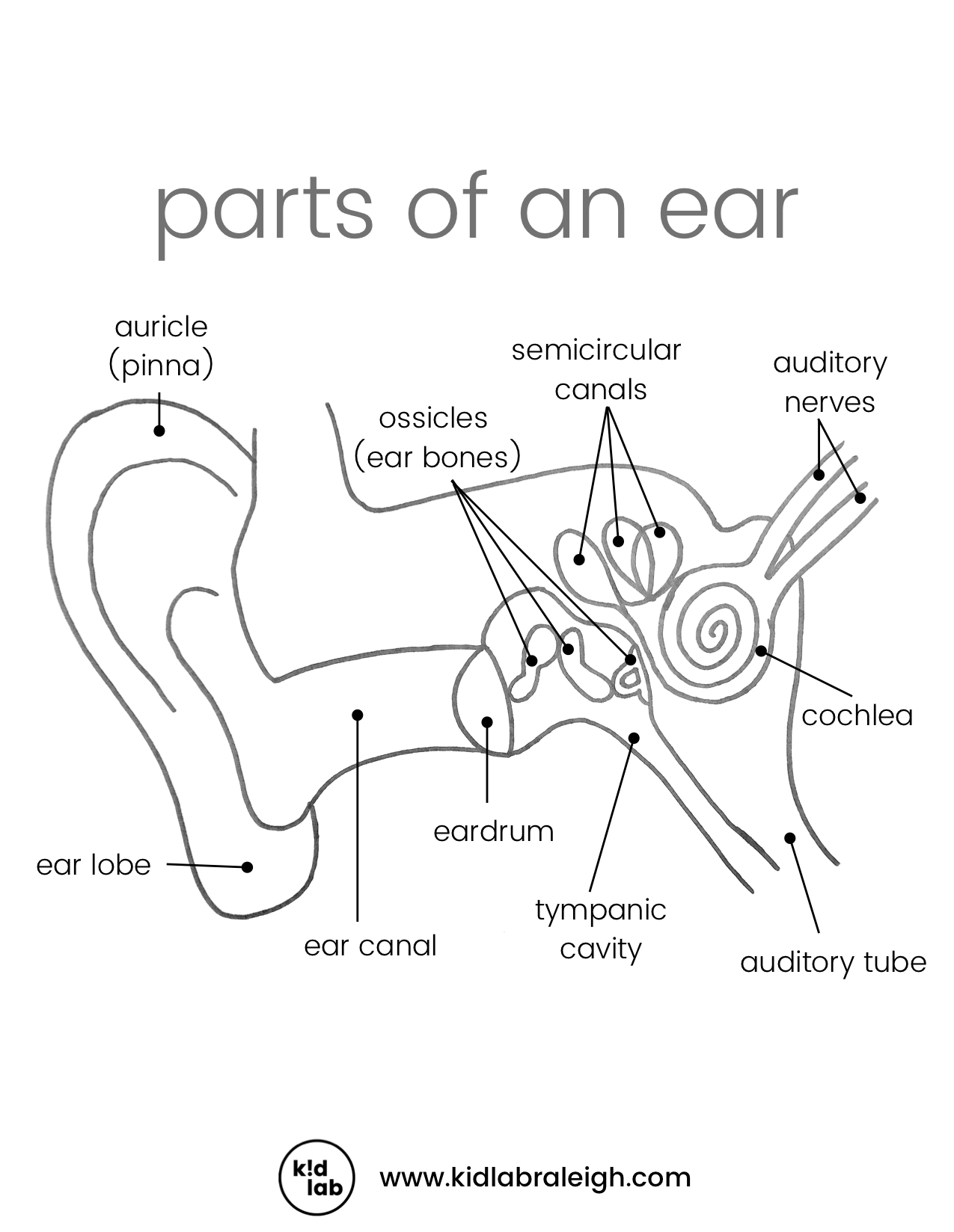 Printable Blank Diagram Of The Ear Printable Blank Diagram Of The Ear