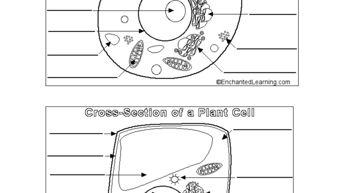 Animal And Plant Cell Worksheets