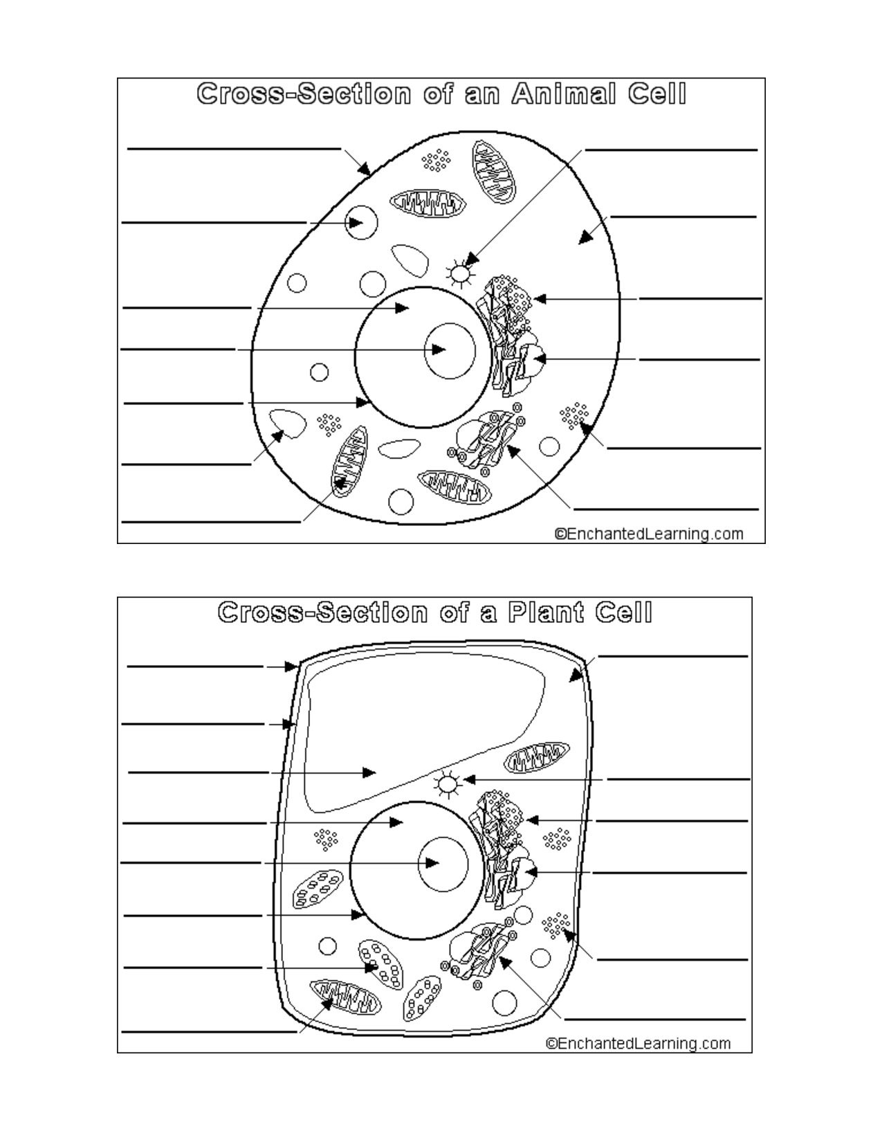 Animal And Plant Cell Worksheets