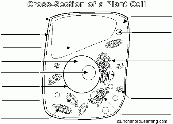 Printable Blank Animal And Plant Cell