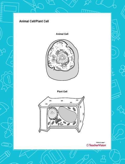 Animal Cell Plant Cell Blank Printable Printable 6th 12th Grade 