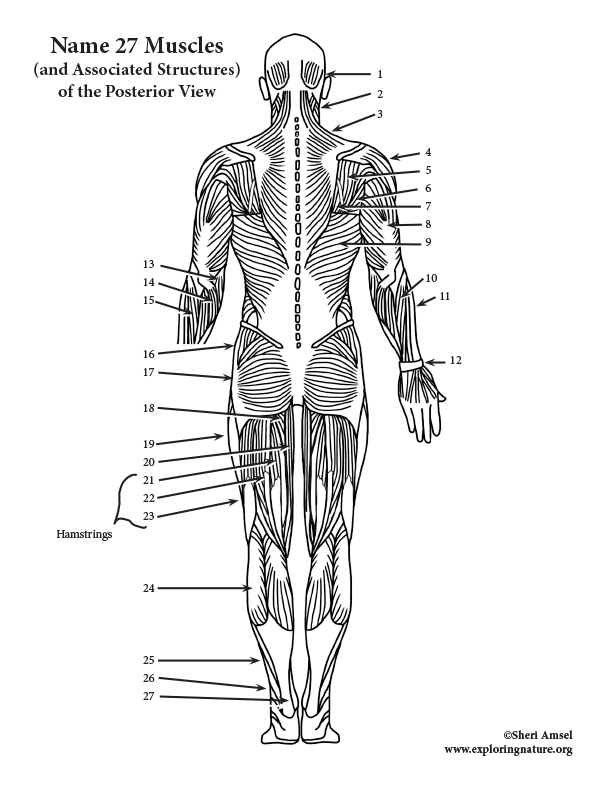 Anterior Posterior Diagram