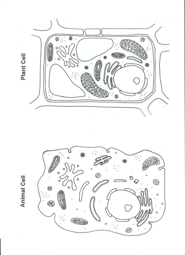 Blank Animal And Plant Cell Diagram