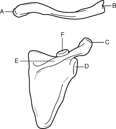 Blank Clavicle Bone Pages Coloring Pages