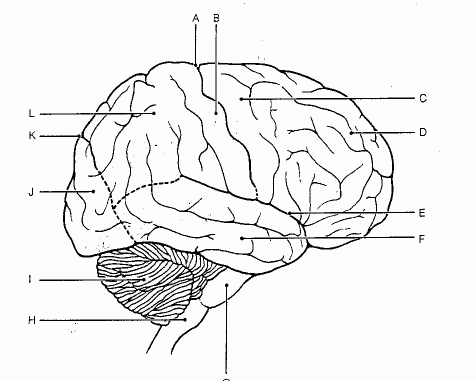 Blank Diagram Of Brain