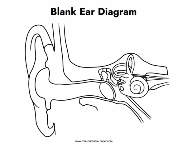 Printable Blank Diagram Of The Ear