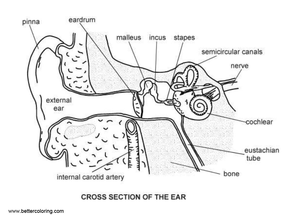 Blank Ear Diagram With Images Ear Anatomy Ear Diagram Blank Ear Diagram With Images Ear Anatomy Ear Diagram
