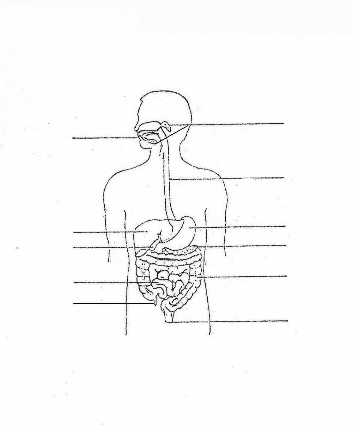 Blank Printable Digestive System Diagram