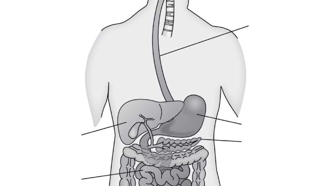Blank Printable Digestive System Diagram