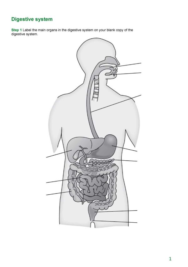 Printable Blank Diagram Of The Digestive System