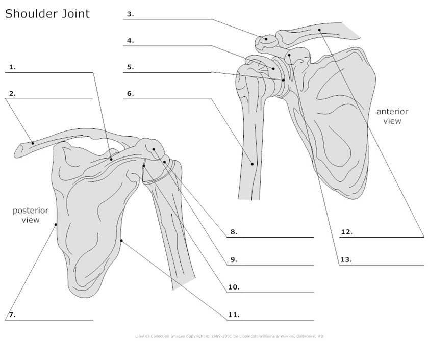 Printable Blank Anatomy Diagrams Clavicle Quiz