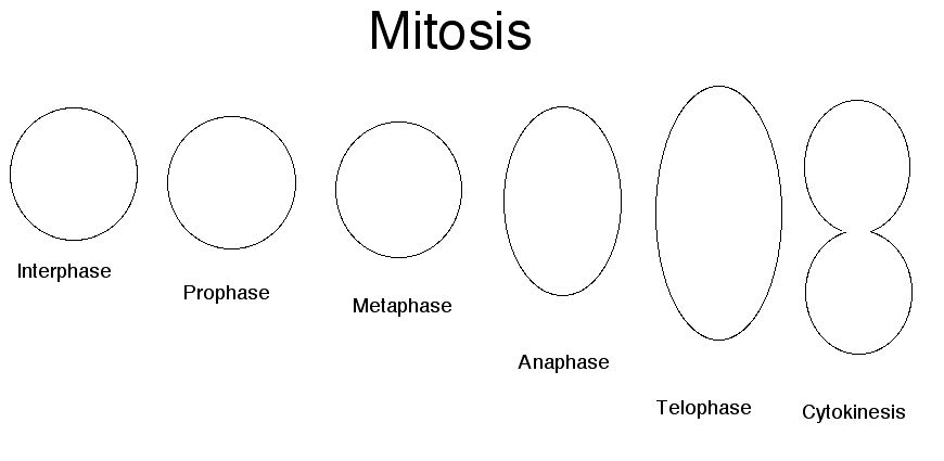 Blank Stages Of Mitosis Diagram