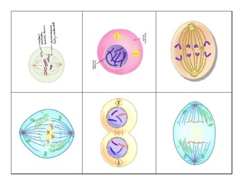 Blank Stages Of Mitosis Diagram