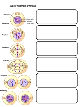 Blank Stages Of Mitosis Diagram