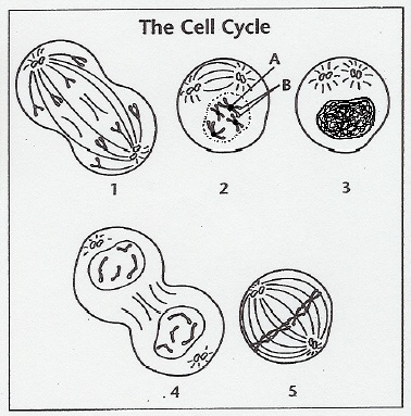 Printable Stages Of Mitosis Blank Diagram