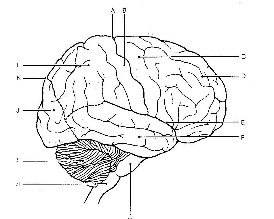 Brain Diagram Blank
