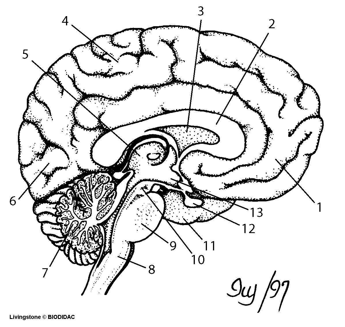 Printable Blank Diagram Of The Brain