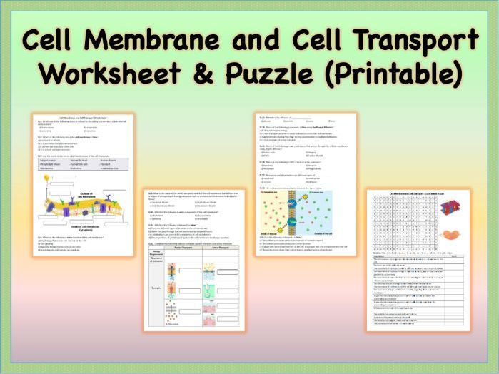 Transport In Cells Worksheet Blank Printable