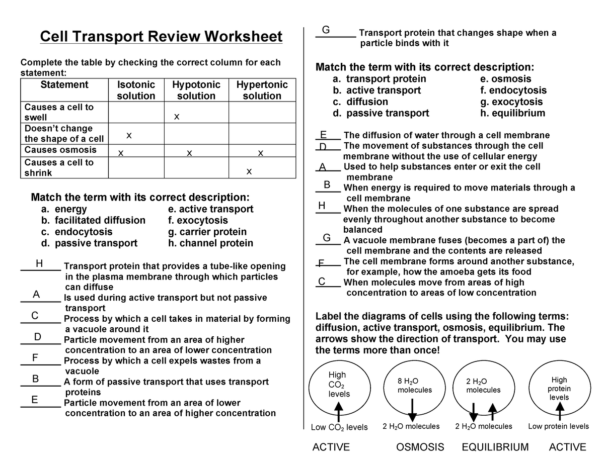 Cell Transport Review Worksheet Fill Online Printable Fillable 