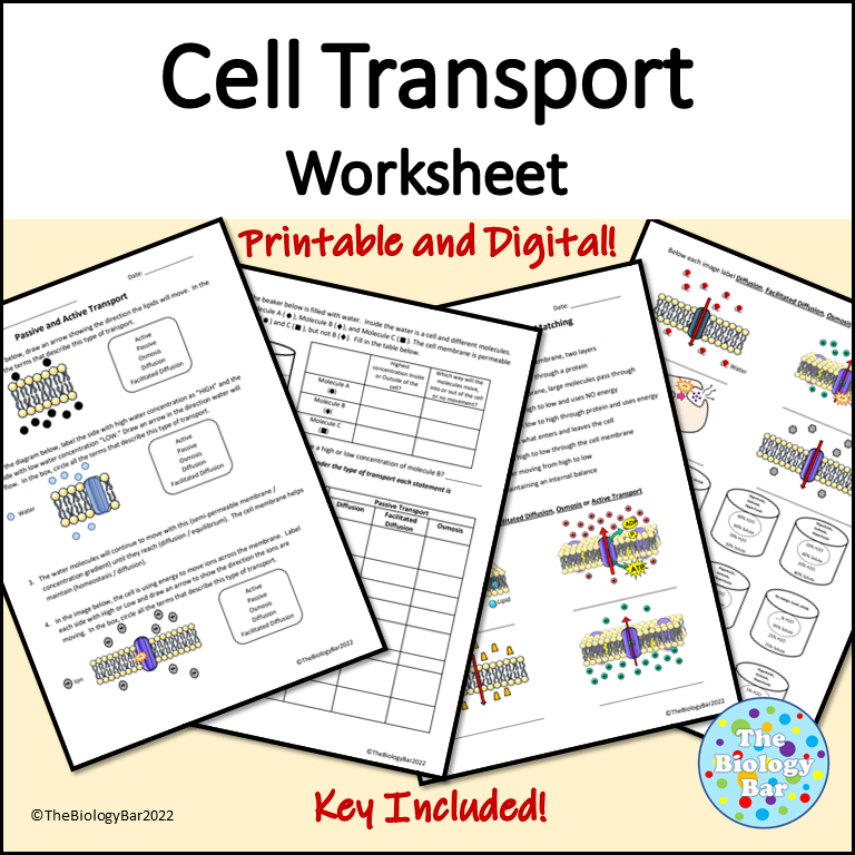 Cell Transport Worksheet
