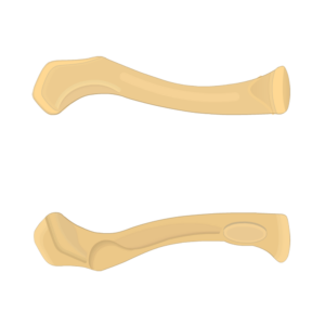 Clavicle Anatomy Diagram Quiz GetBodySmart