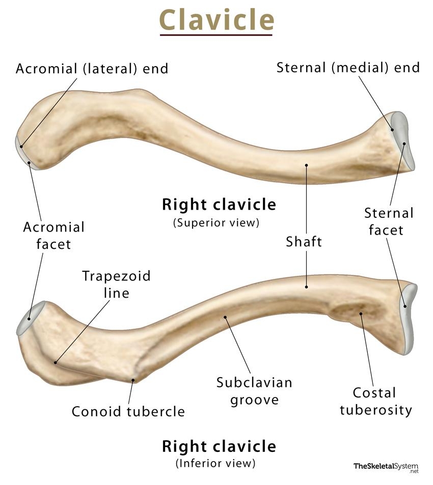 Clavicle Collarbone Location Anatomy Labeled Diagram