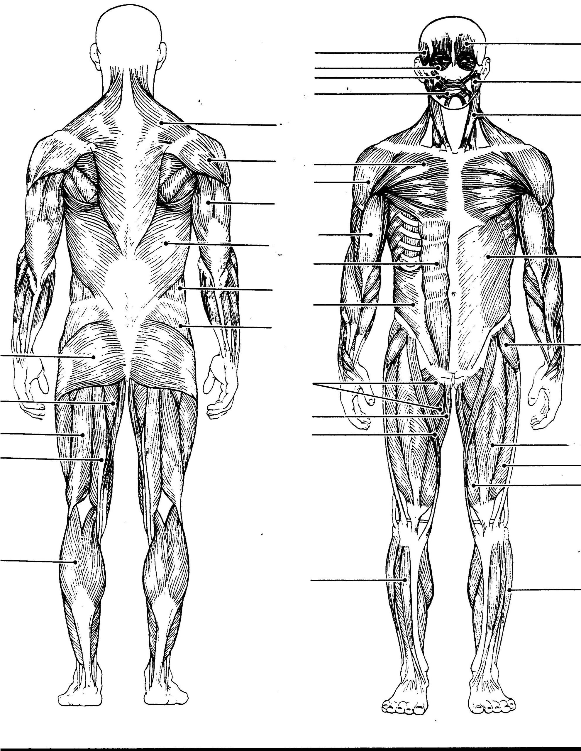 Human Anatomy Posterior And Anterior Printable Blank