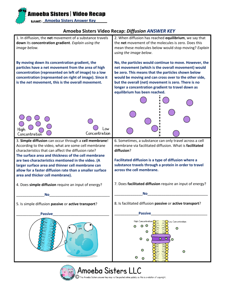 Diffusion Worksheet Amoeba Sisters Video Recap Diffusion Worksheet Amoeba Sisters Video Recap