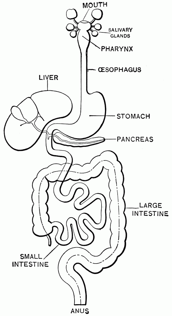 Printable Blank Diagram Of The Digestive System