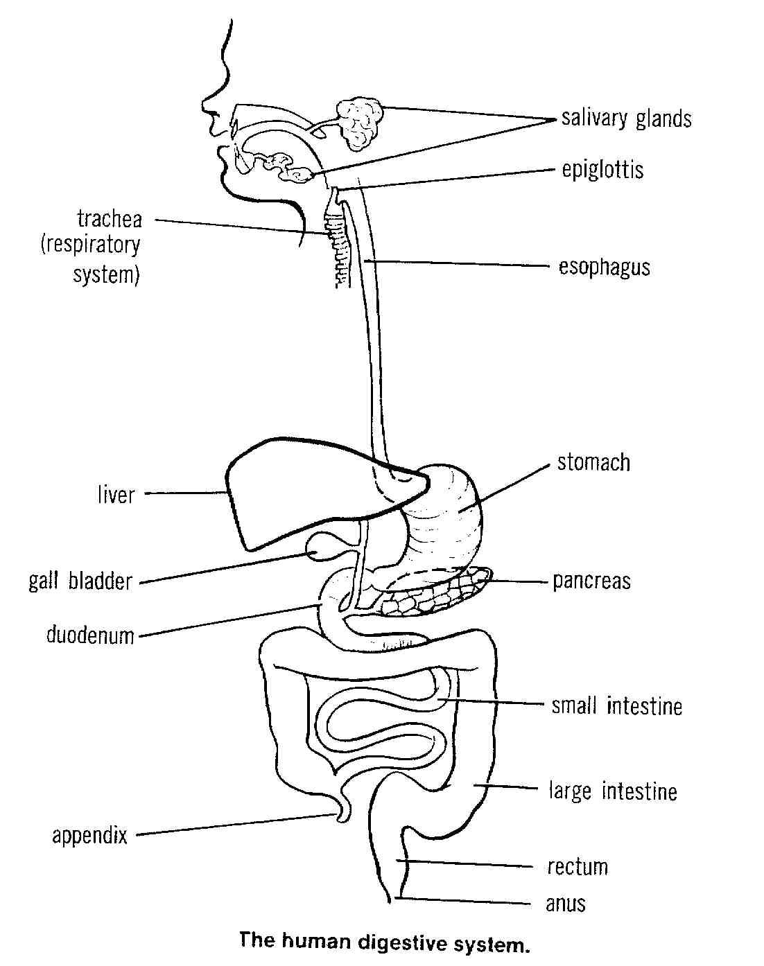 Digestive System Blank Diagram For Kids Sketch Coloring Page