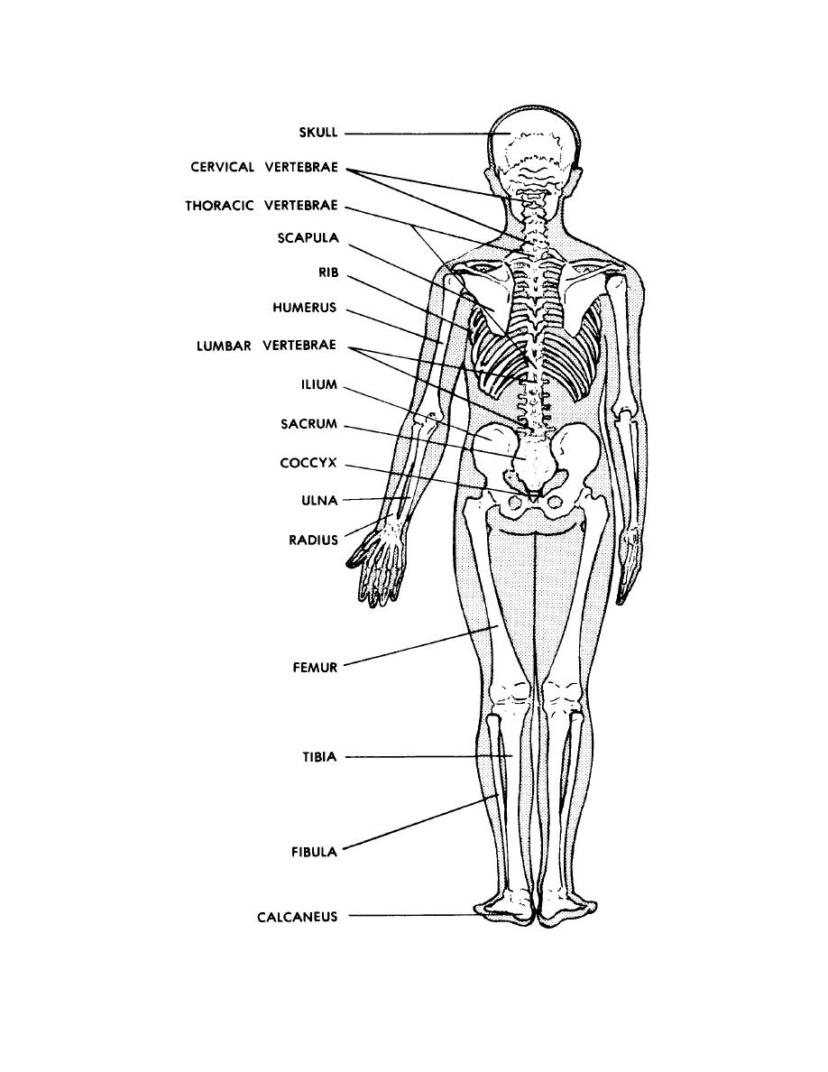 Figure 4 3B Posterior View Of The Human Skeleton Basic Human Anatomy