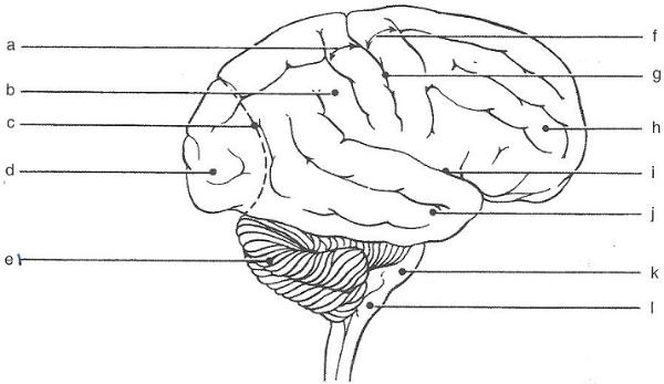 Free Printable Blank Brain Download Free Printable Blank Brain Png 