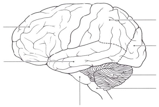 Free Printable Blank Brain Download Free Printable Blank Brain Png 