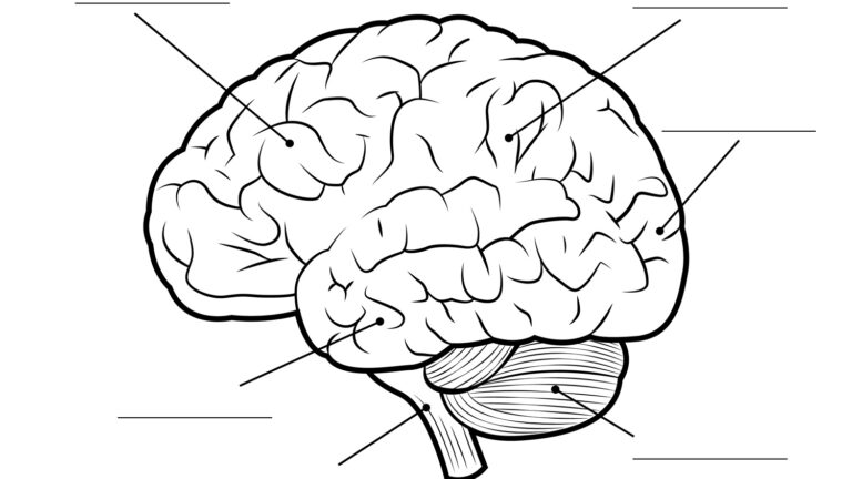 Printable Blank Diagram Of The Brain Printable Free Templates