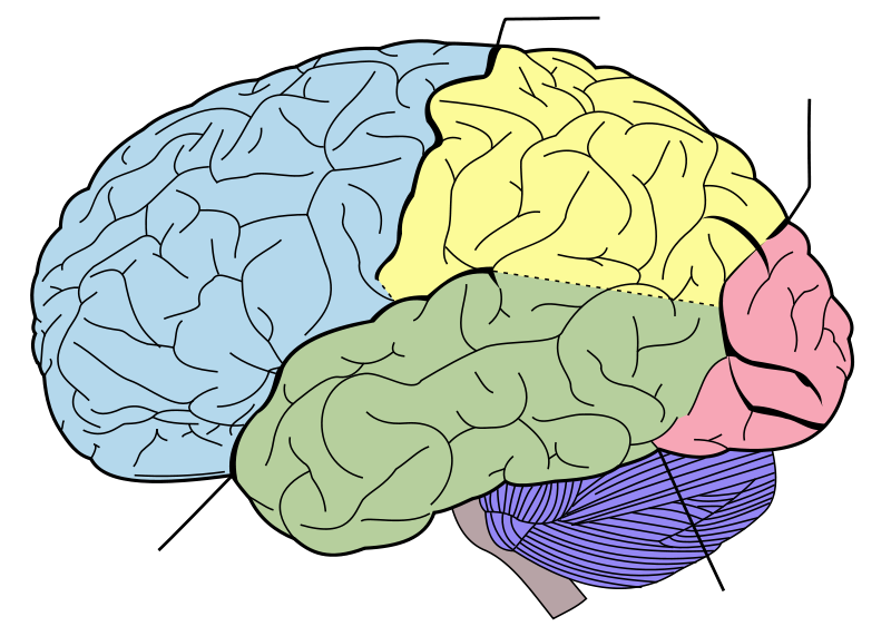 Free Printable Blank Brain Download Free Printable Blank Brain Png 