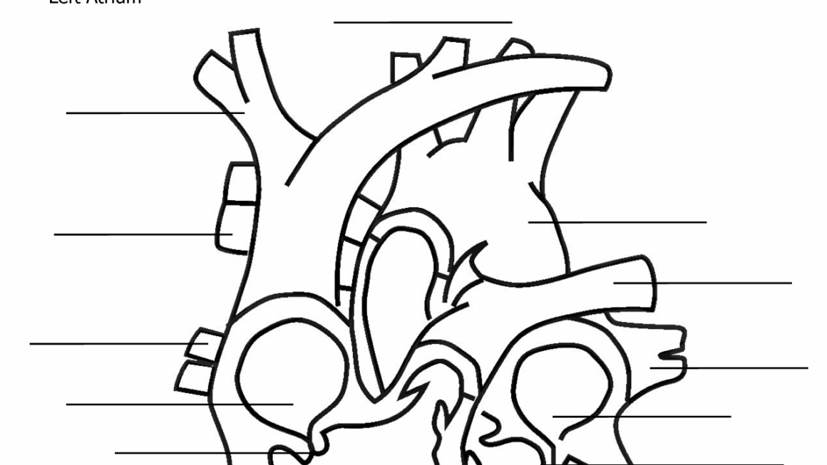 Heart Diagram Drawing At GetDrawings Free Download