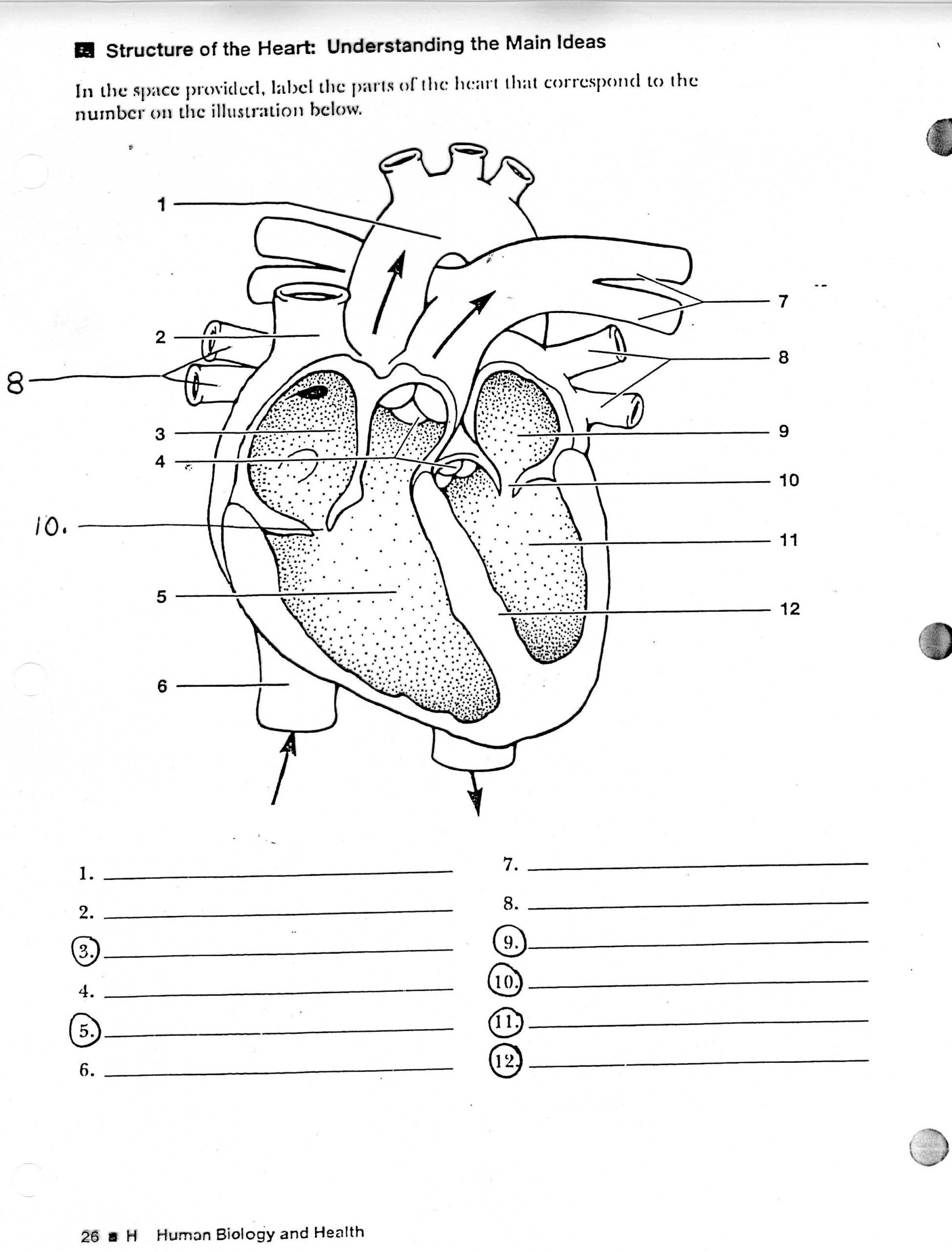 Heart Diagram Printable Worksheet Peggy Worksheets Heart Diagram Printable Worksheet Peggy Worksheets