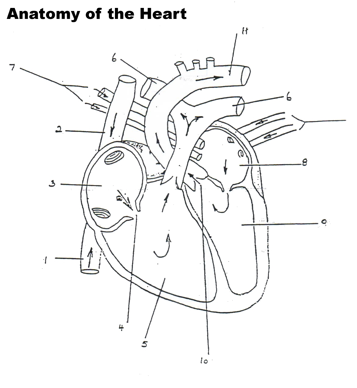 Blank Printable Diagram Of The Heart Blank Printable Diagram Of The Heart